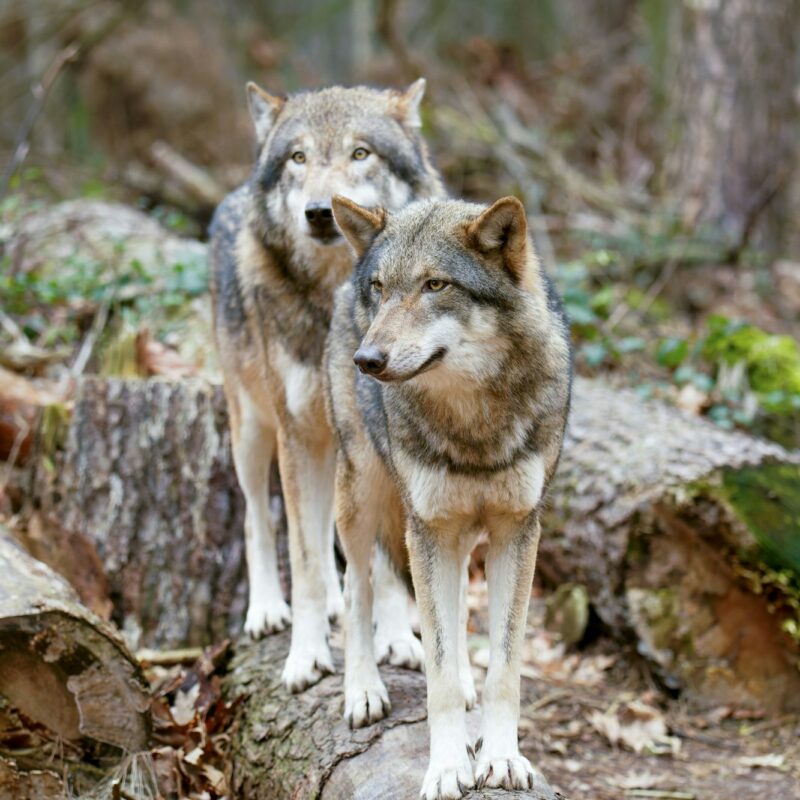Wolves standing atop a wooden stump in a grassy meadow