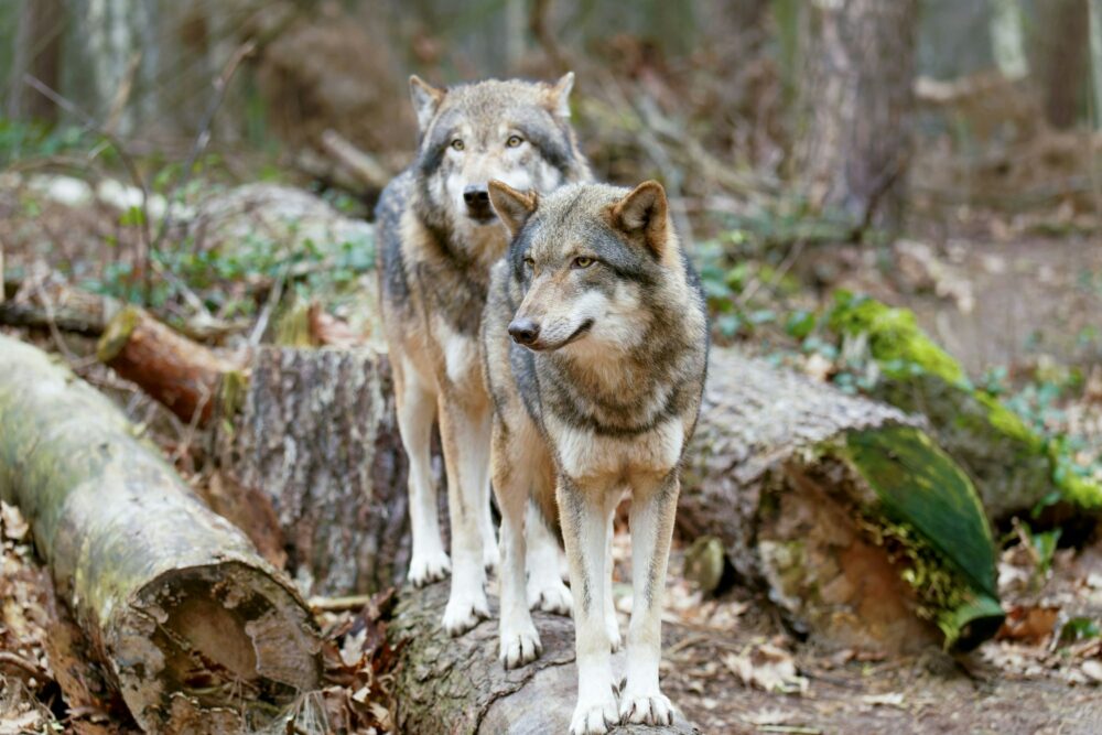 Wolves standing atop a wooden stump in a grassy meadow