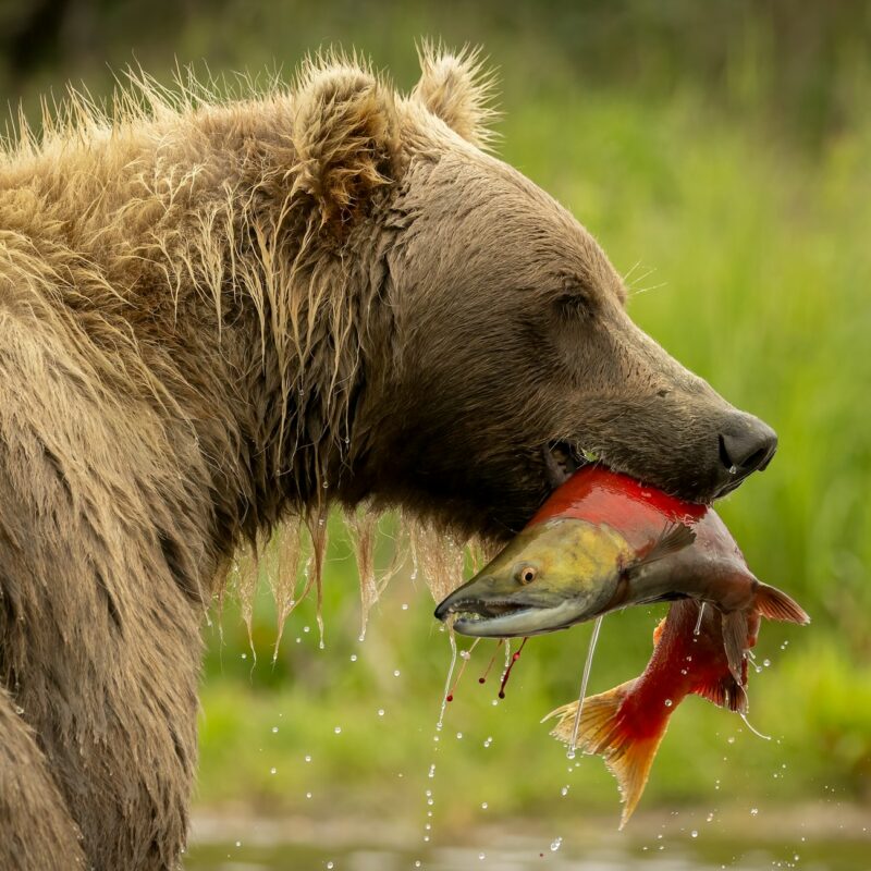 Brown Bear Fishing for Salmon in Katmai, Alaksa